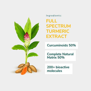 Super Turmeric contains highest percentage of bioavailable curcuminoids and the complete natural matrix of turmeric. 